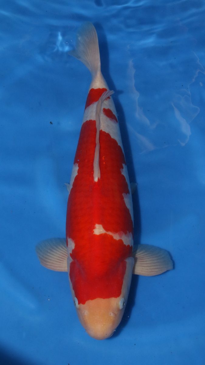Koi