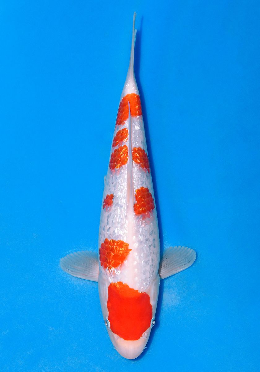 Koi