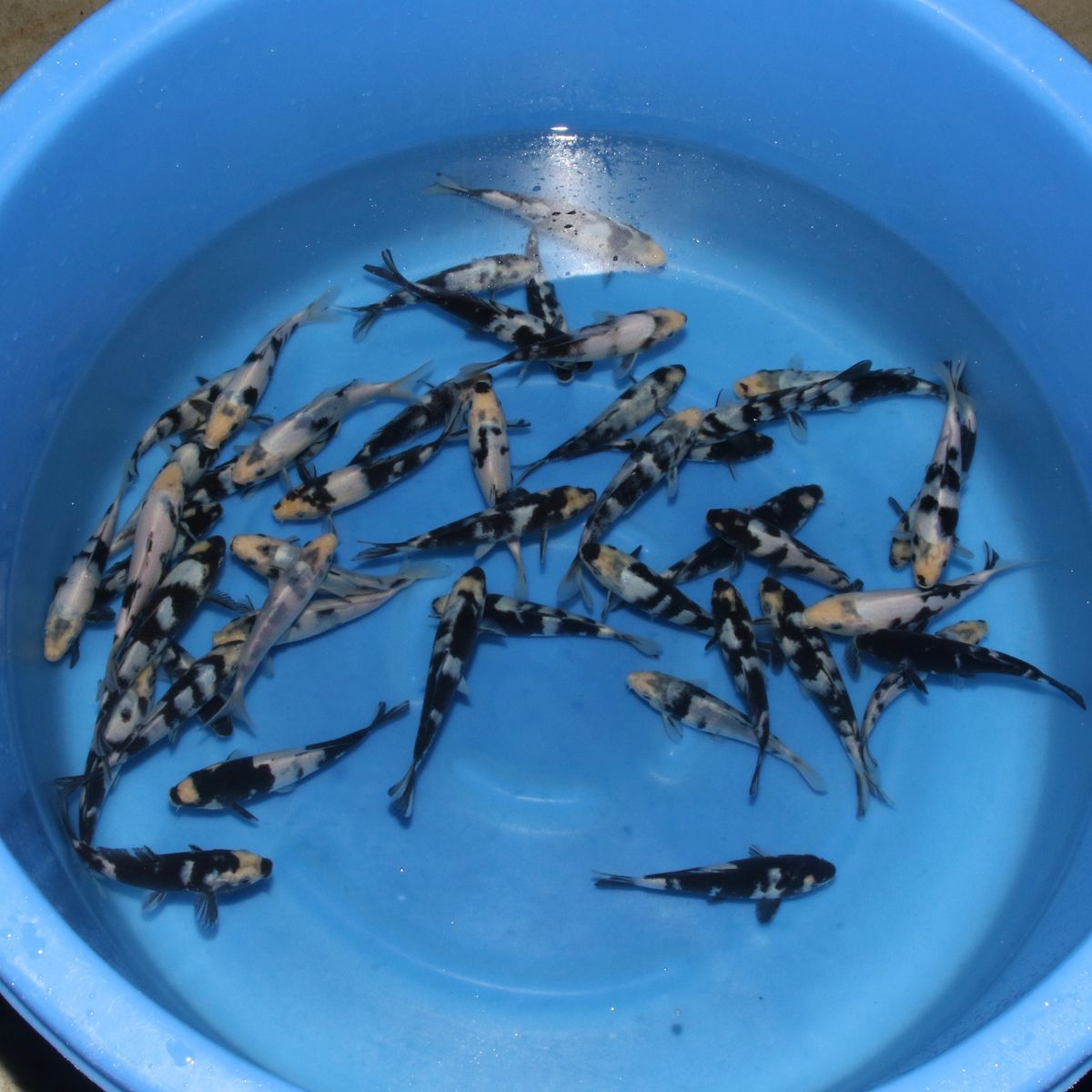 Koi
