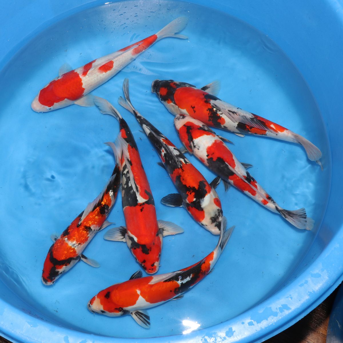 Koi