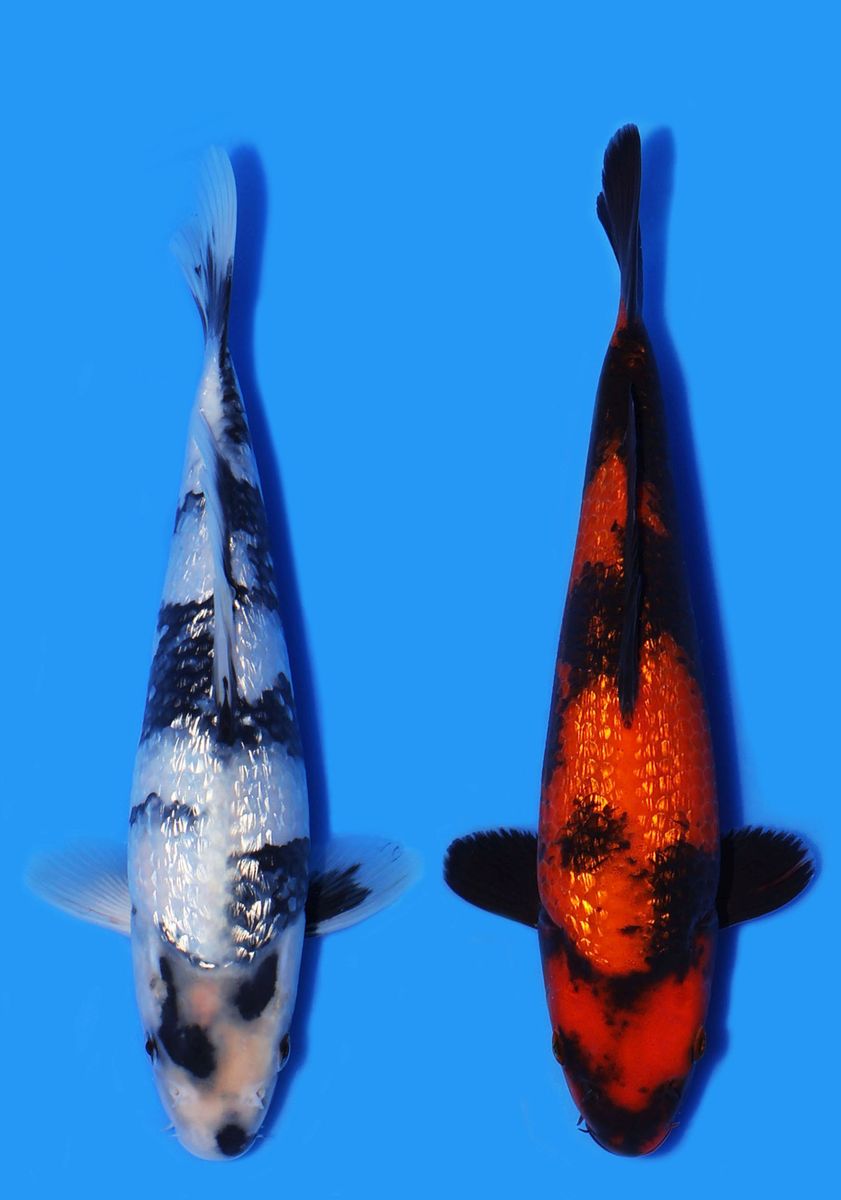 Premium Japanese Koi | Ornafish