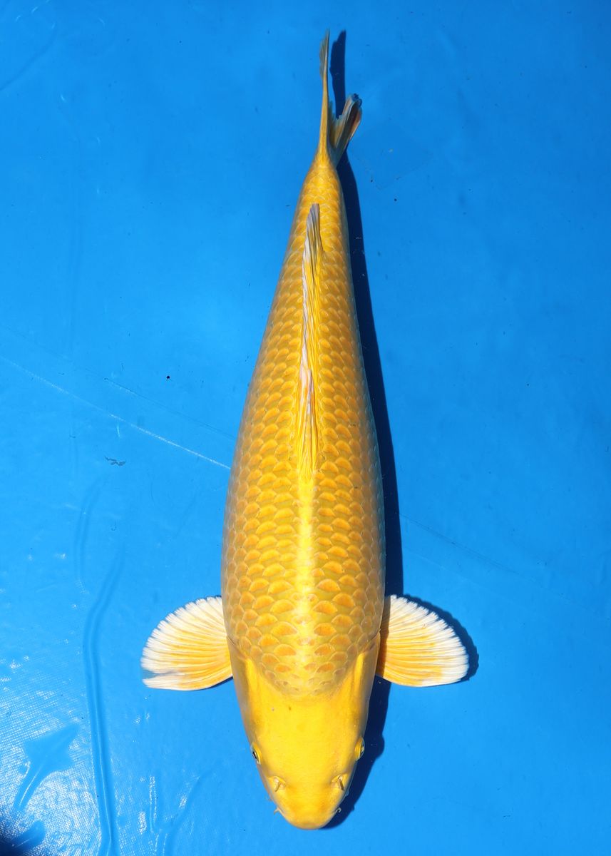 Koi