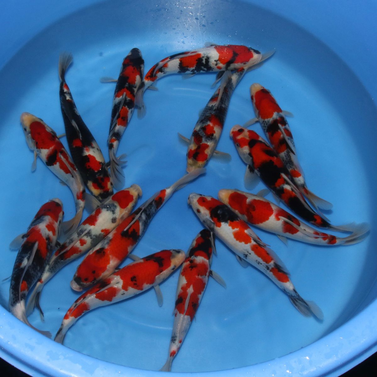 Koi