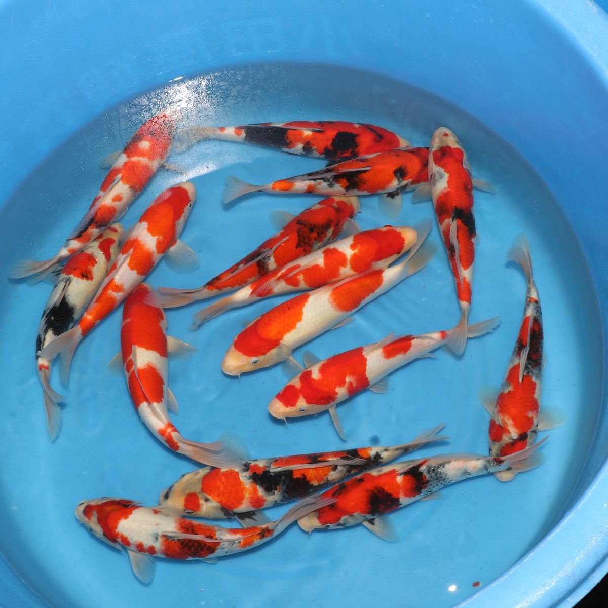 Koi
