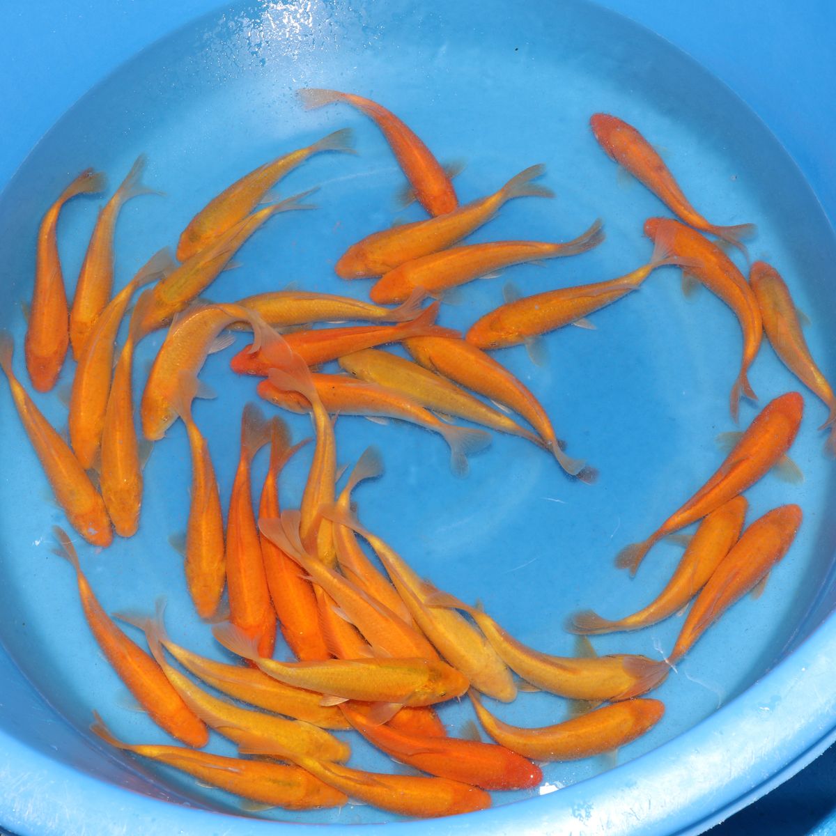 Koi