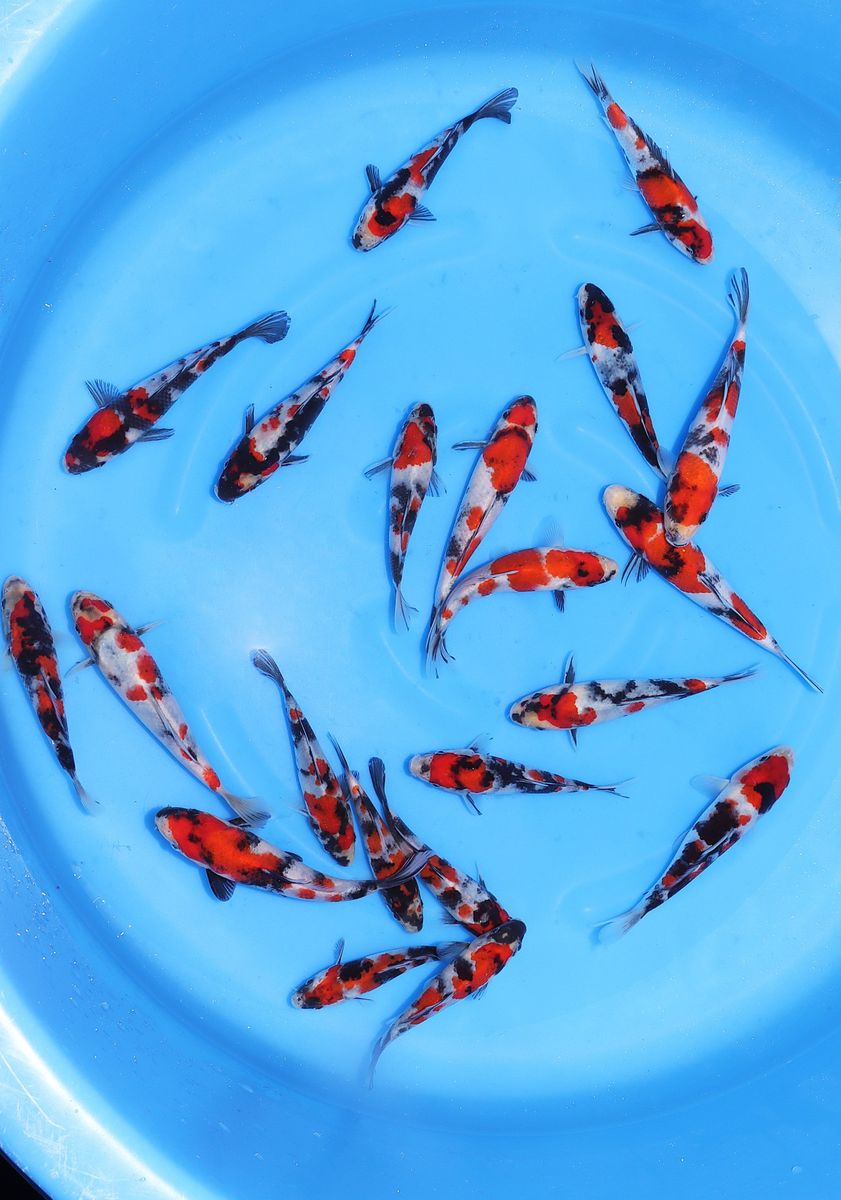 Koi