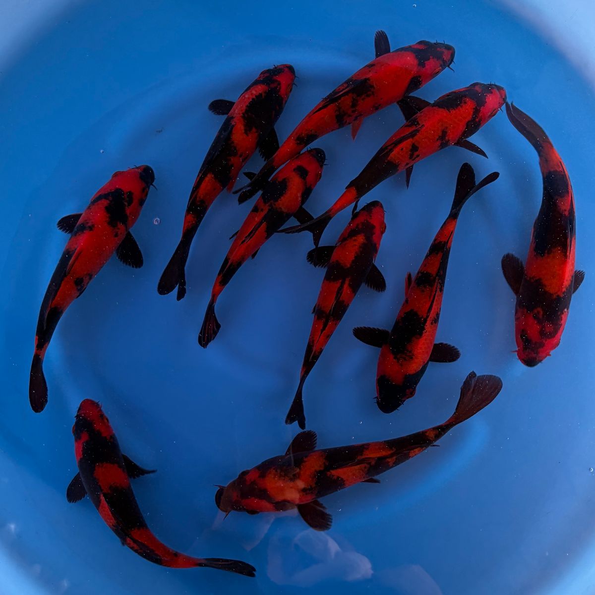 Koi