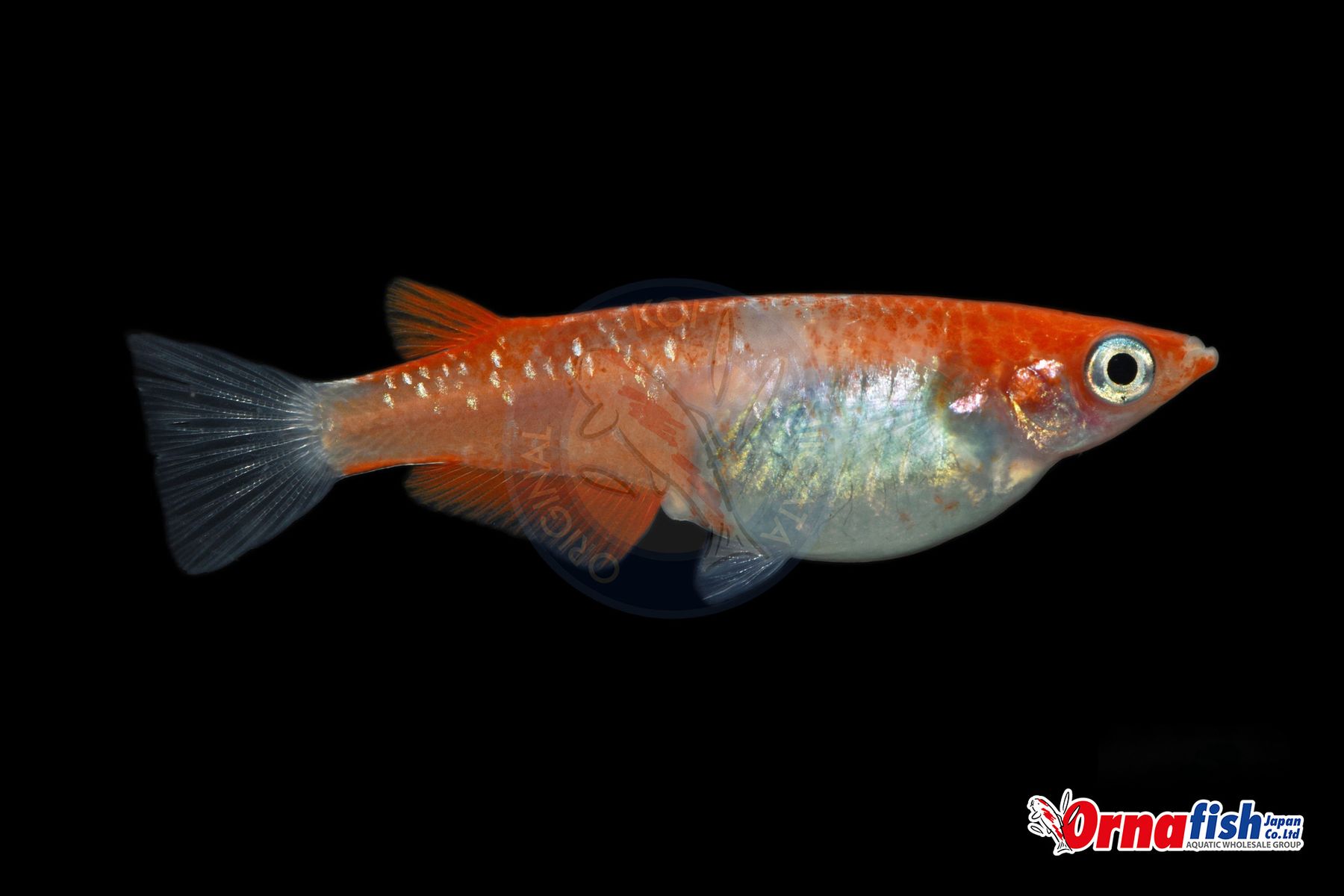 Koi