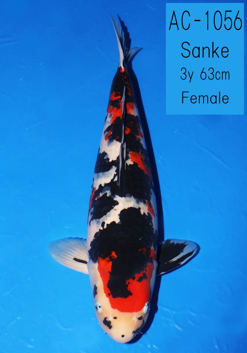 Koi