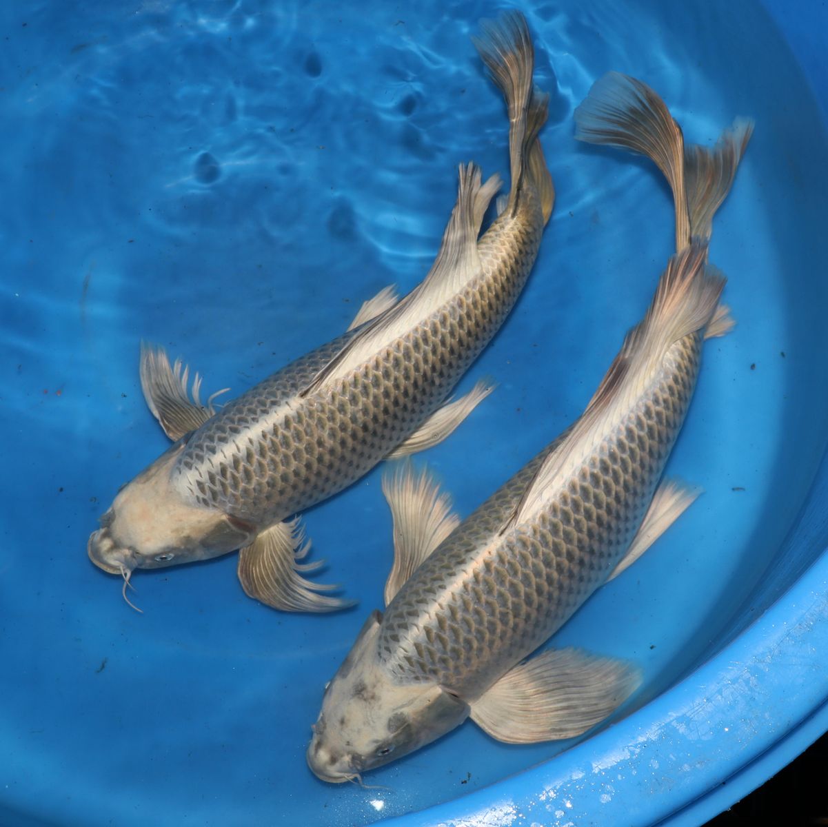 Koi
