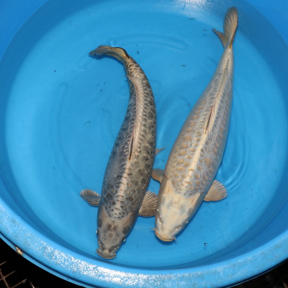 Koi