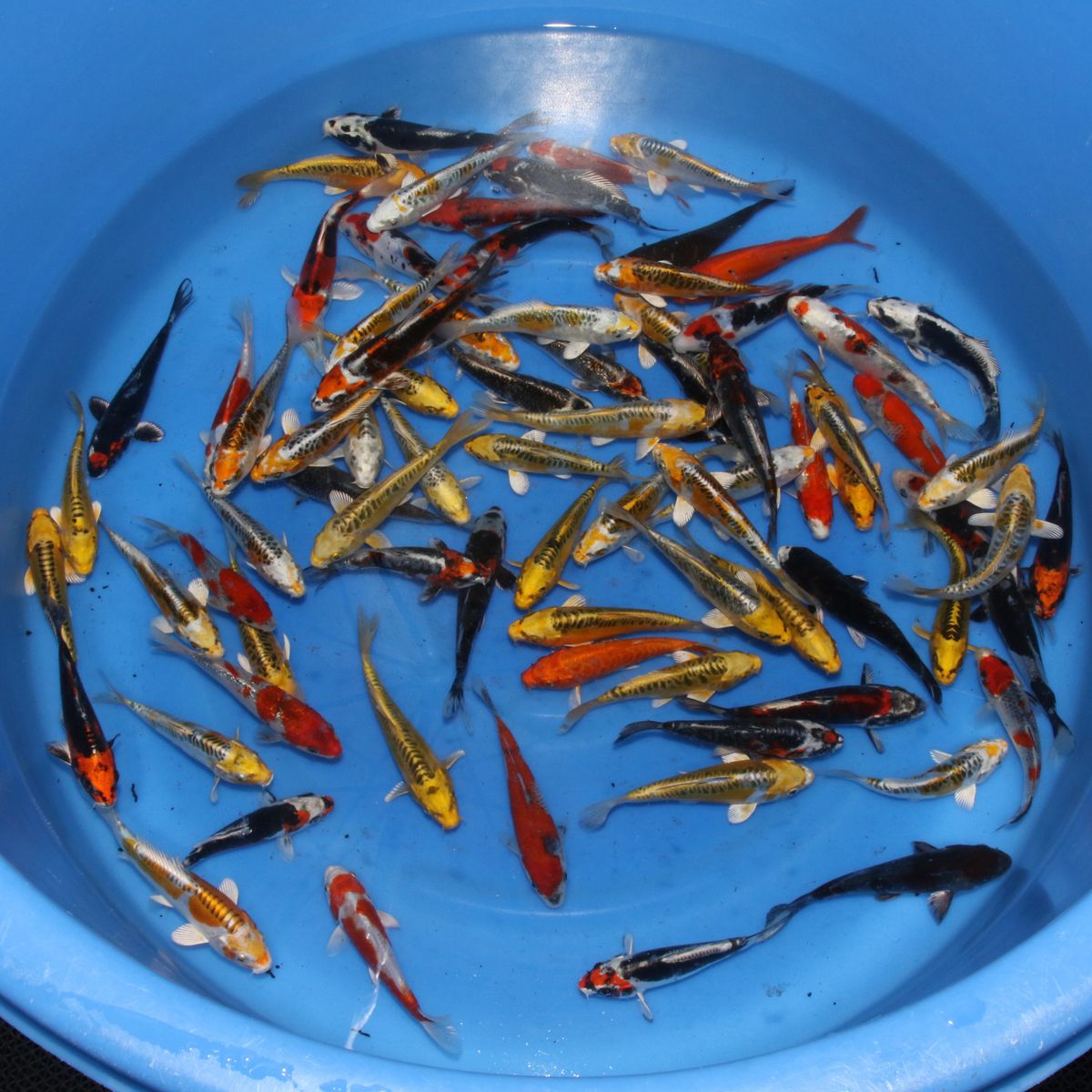 Koi