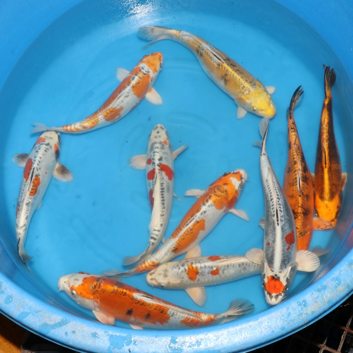 Koi