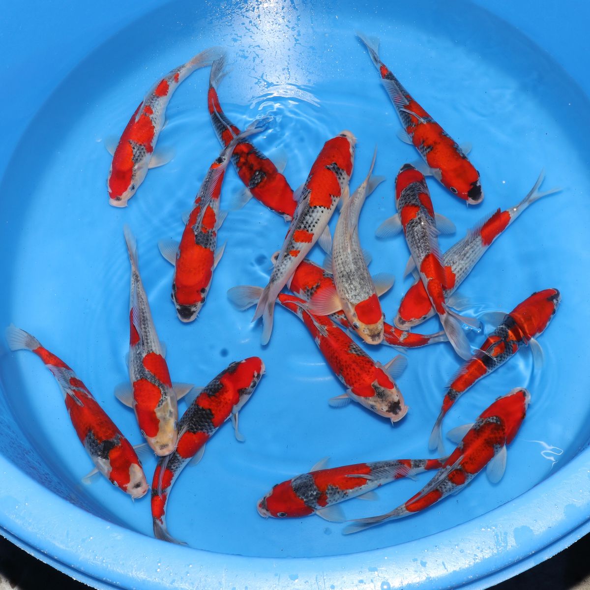 Koi
