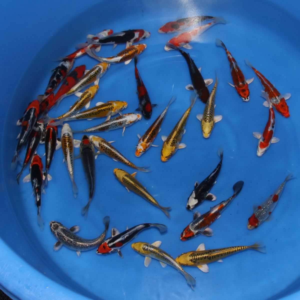 Koi