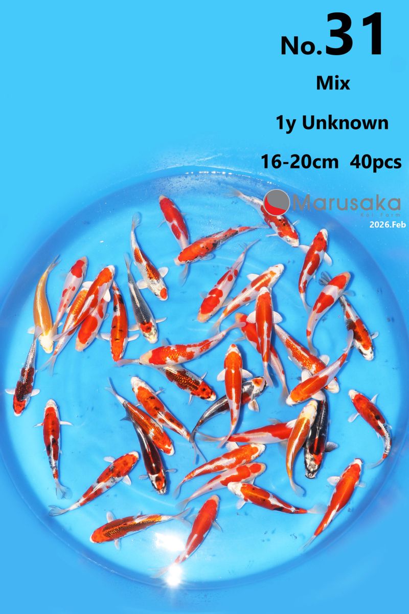 Koi