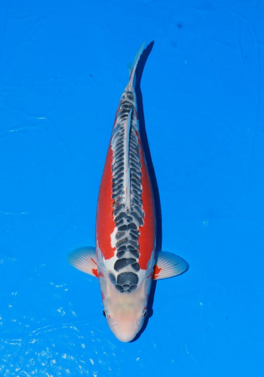 Koi
