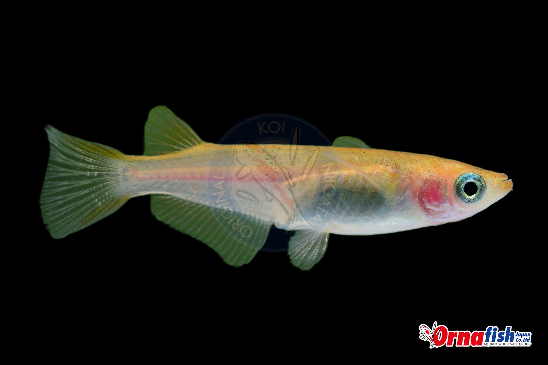 Koi