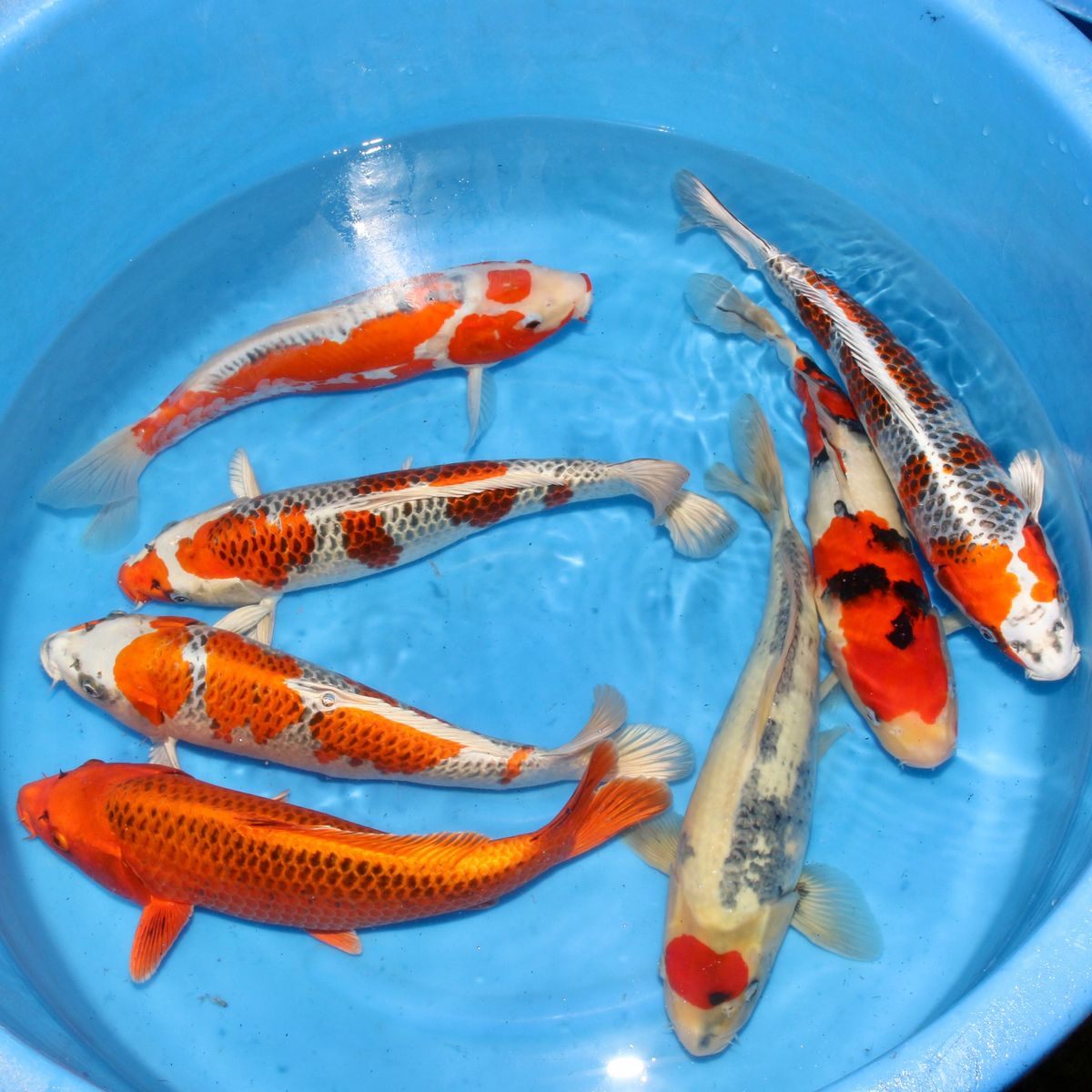 Koi