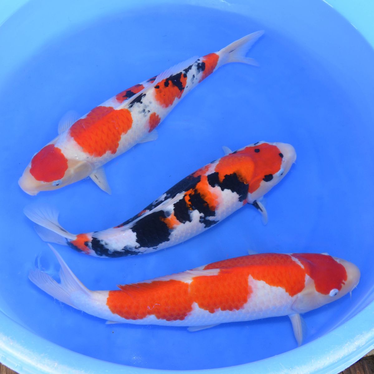 Koi