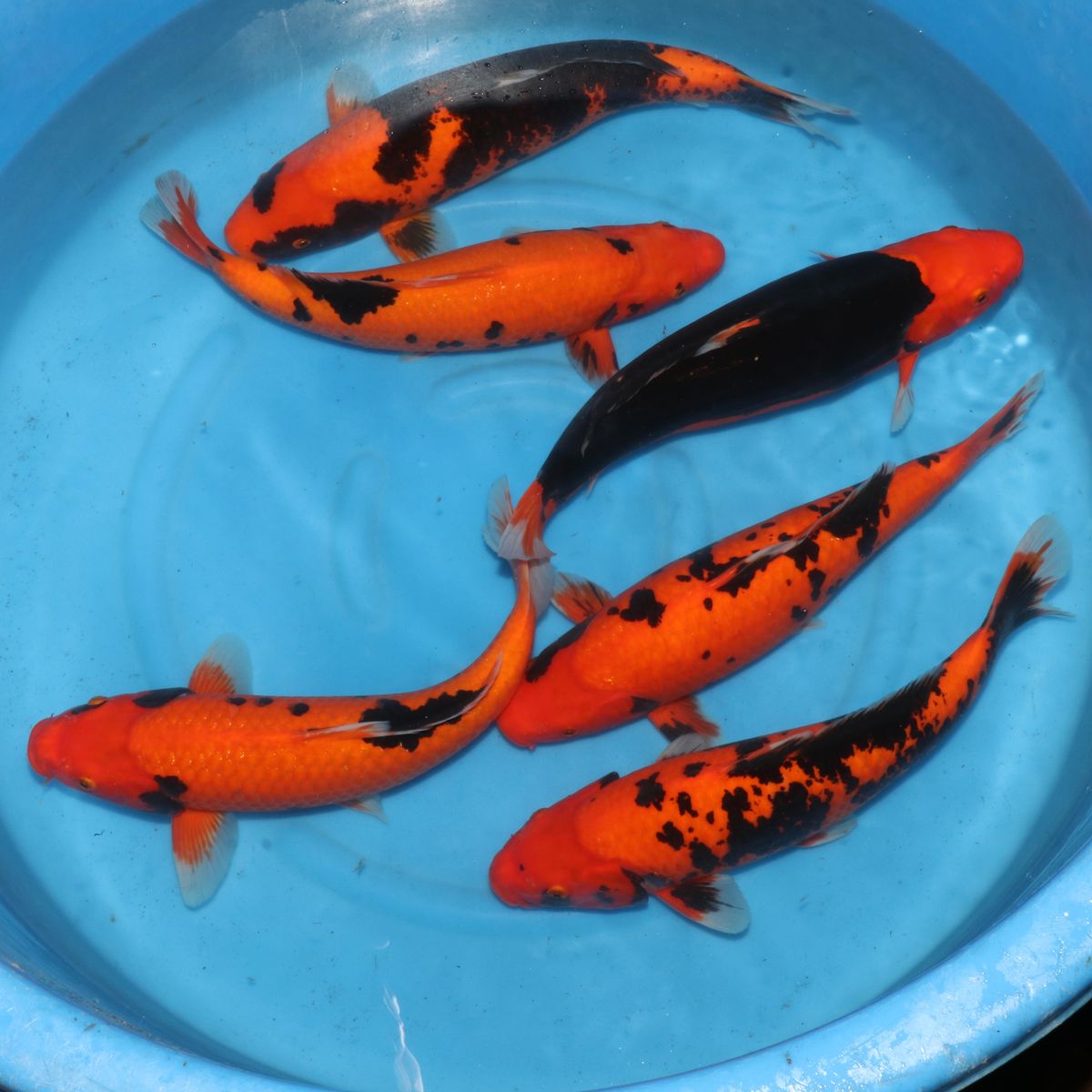 Koi