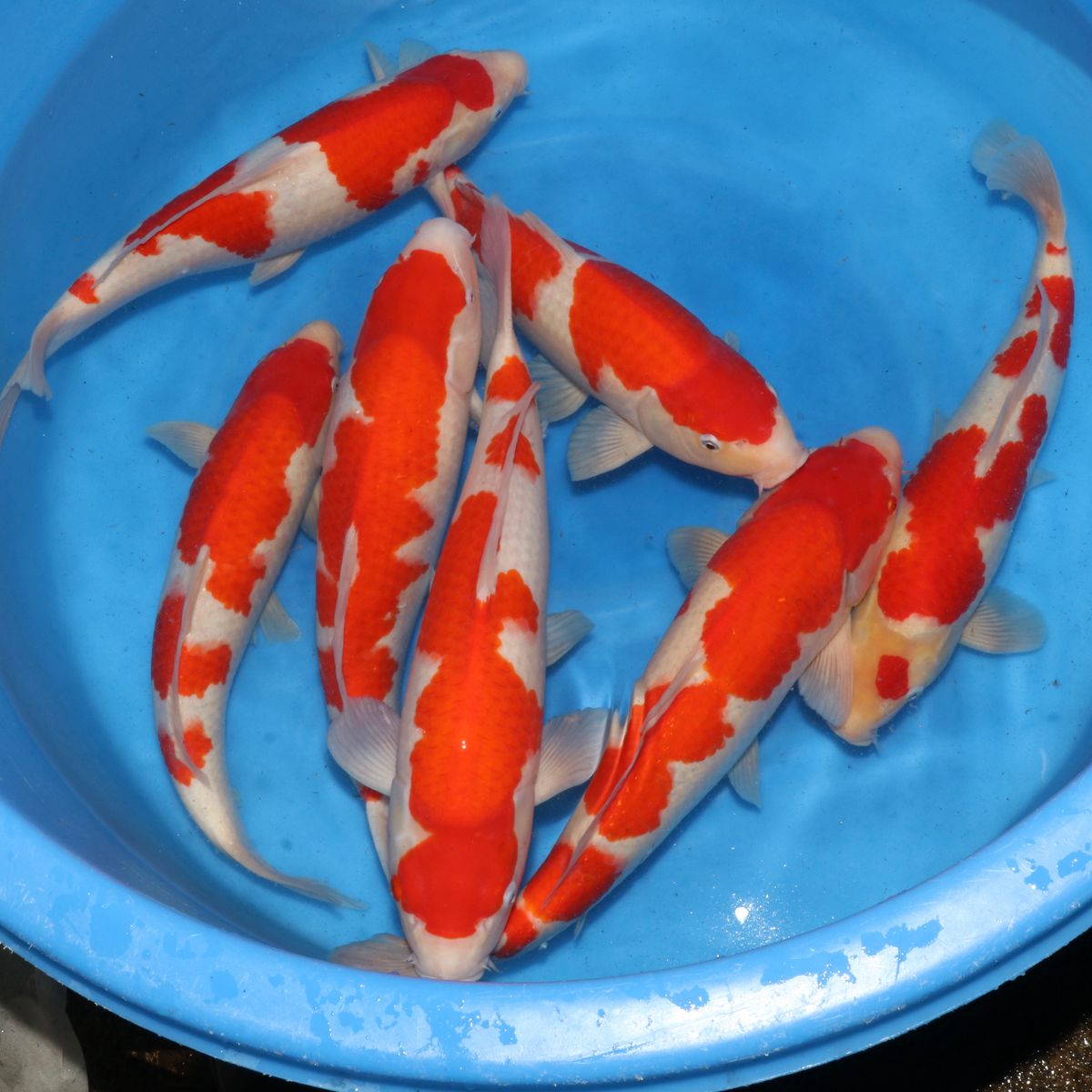 Koi