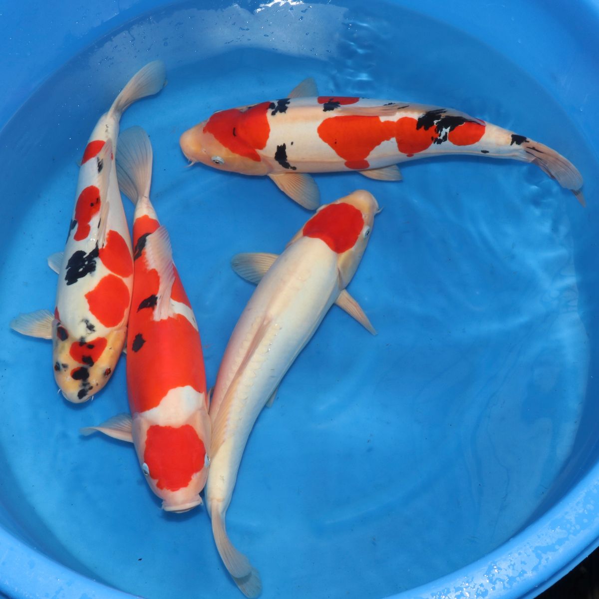 Koi