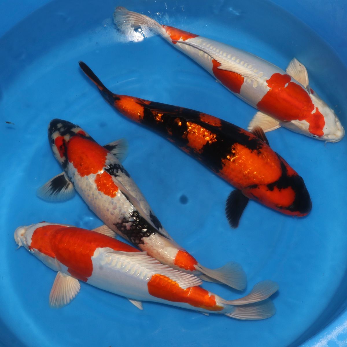 Koi