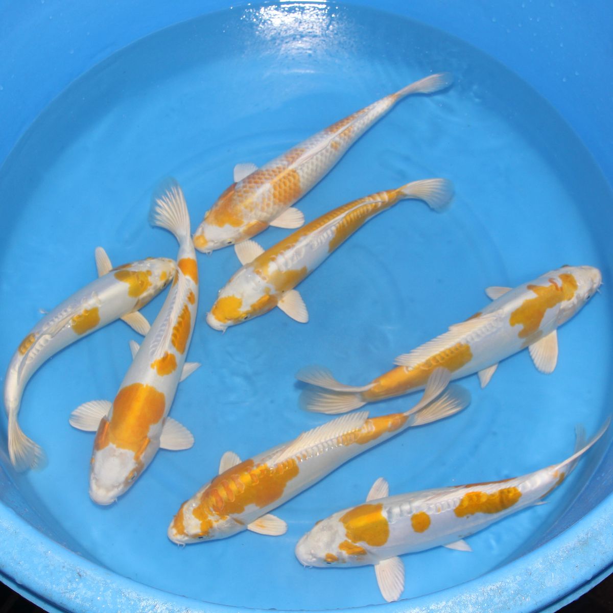 Koi