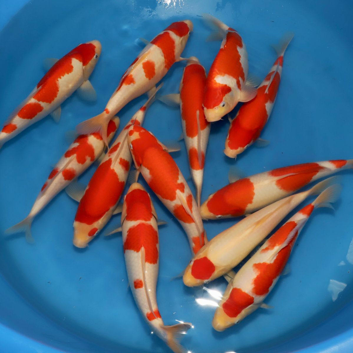 Koi