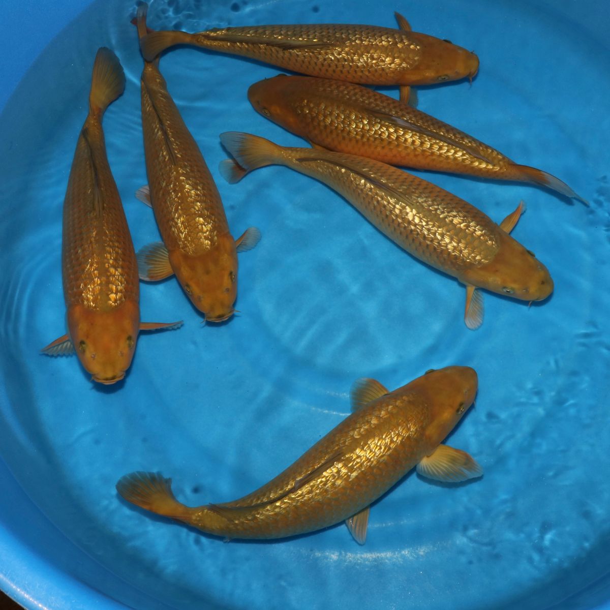 Koi
