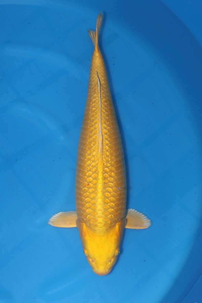Koi