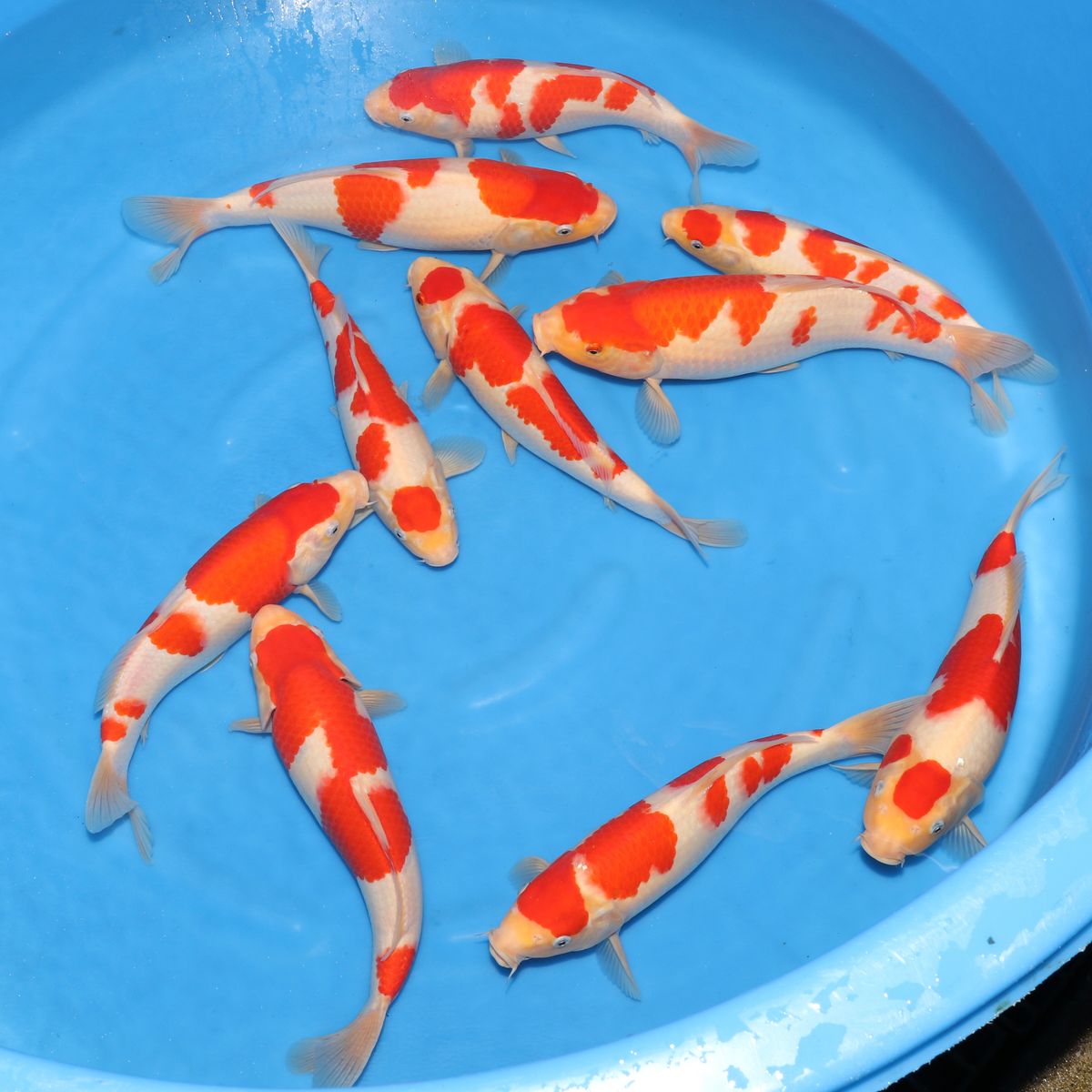 Koi