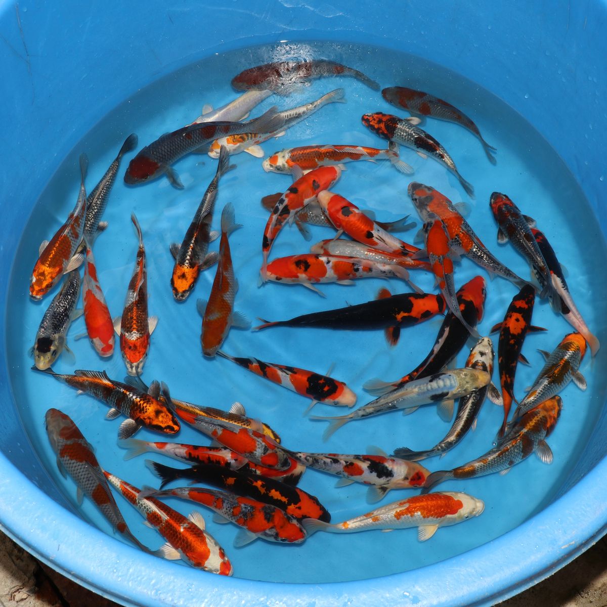 Koi