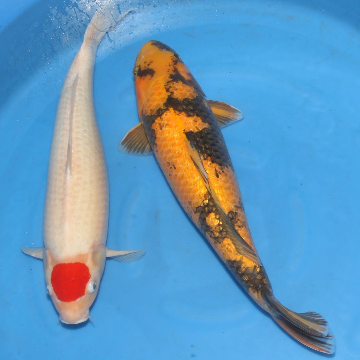 Koi