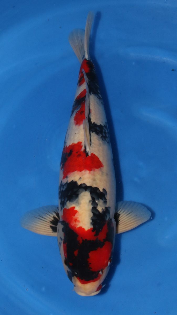 Koi