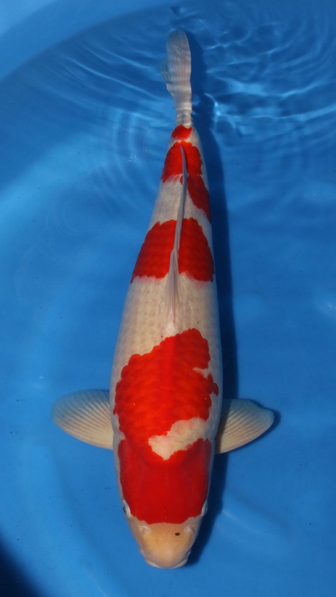 Koi