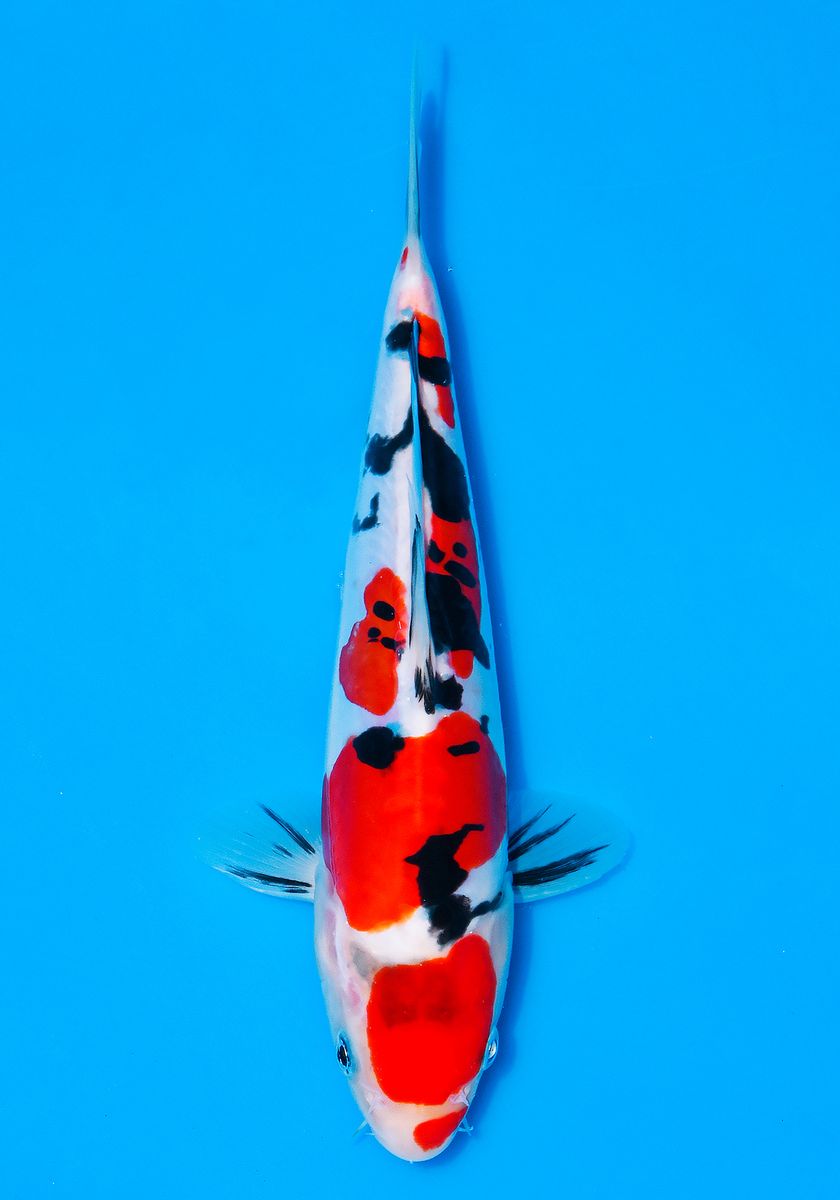 Koi