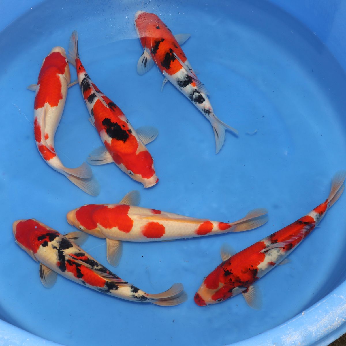 Koi