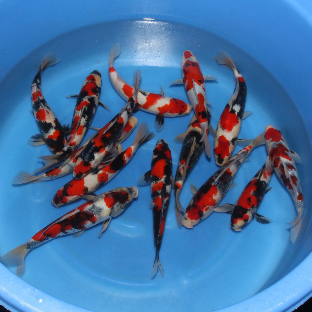 Koi