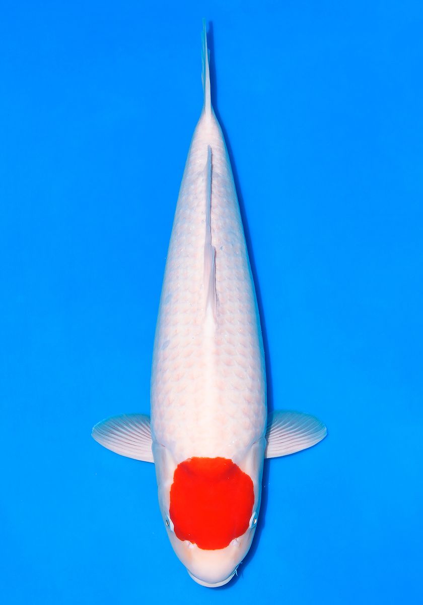 Koi