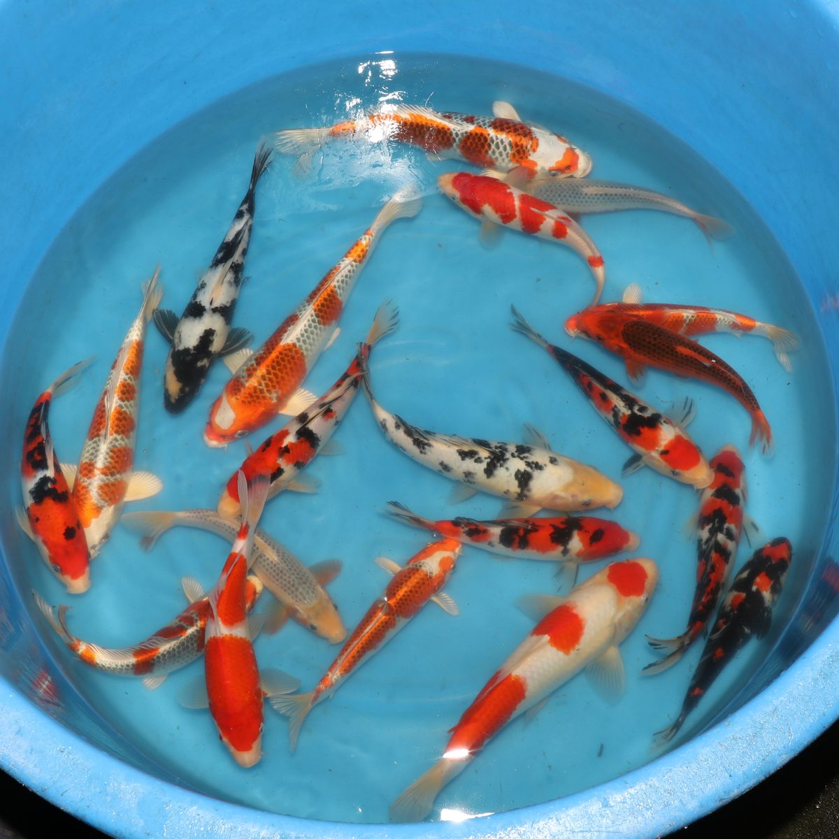 Koi
