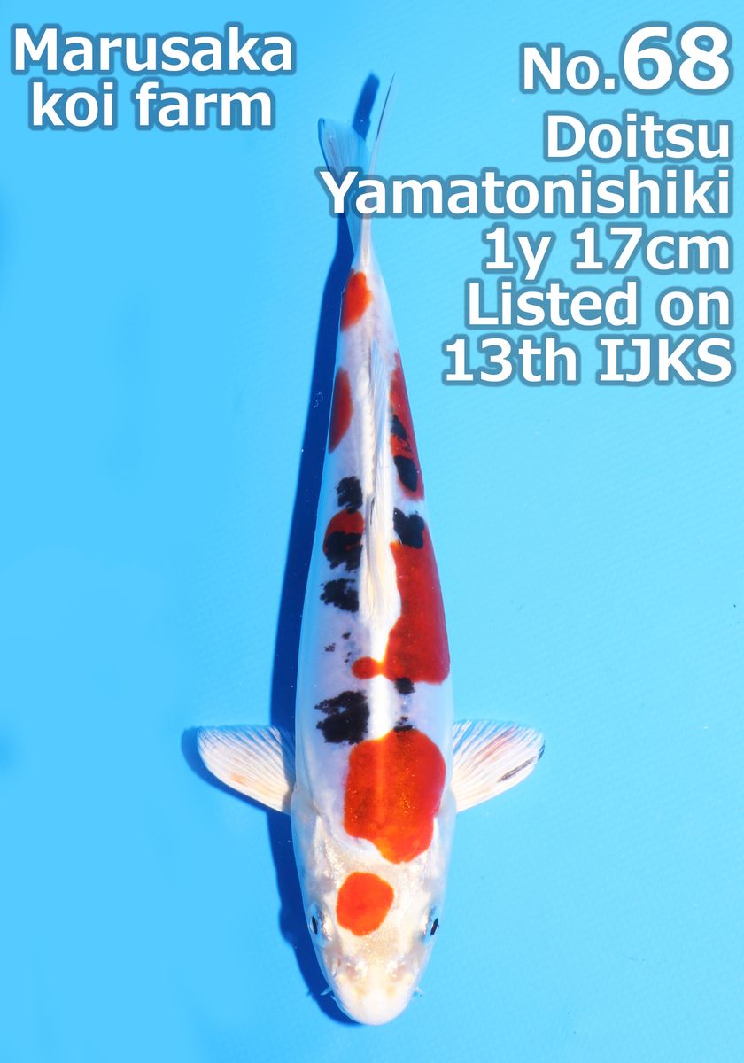 Koi