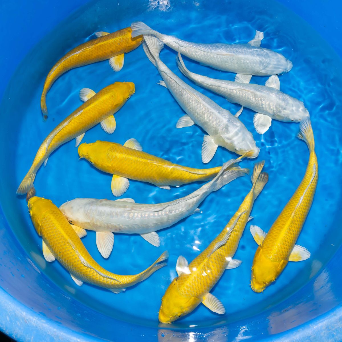 Koi