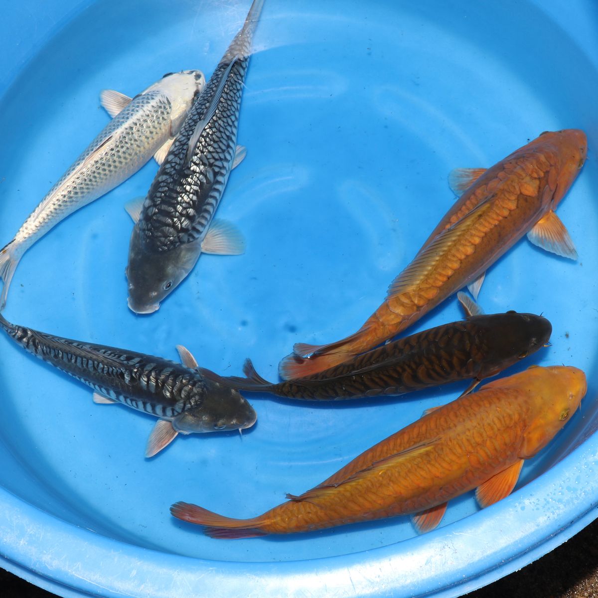 Koi