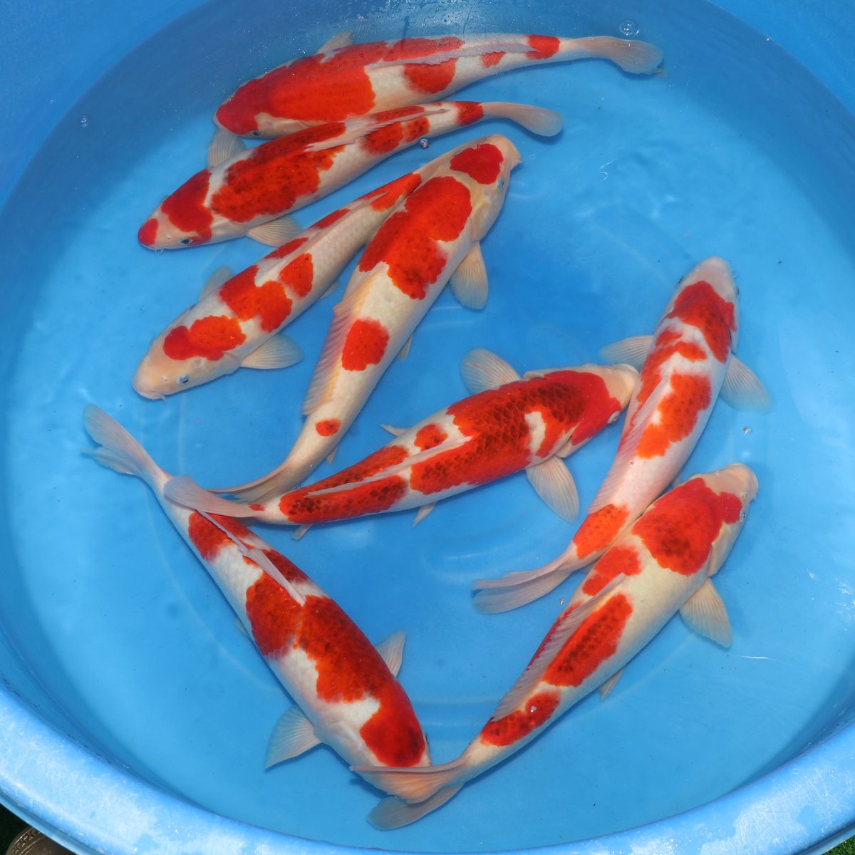 Koi