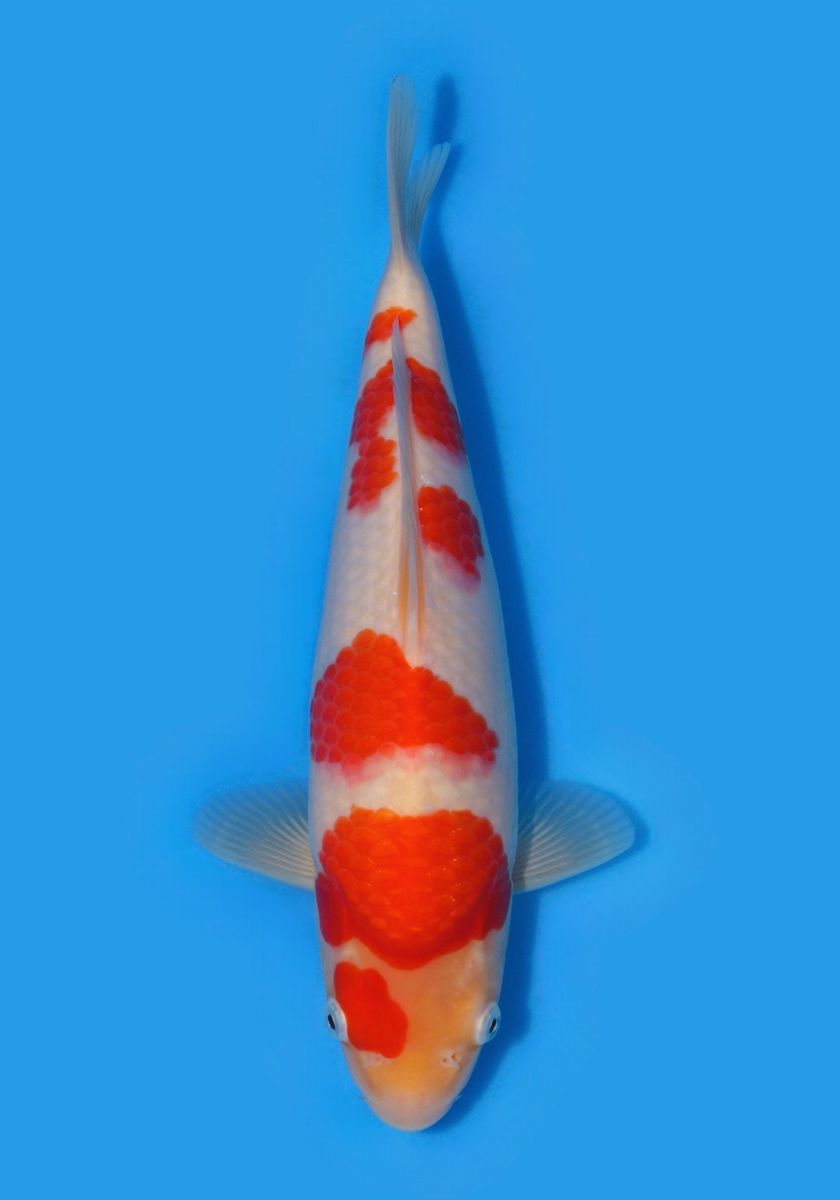 Koi