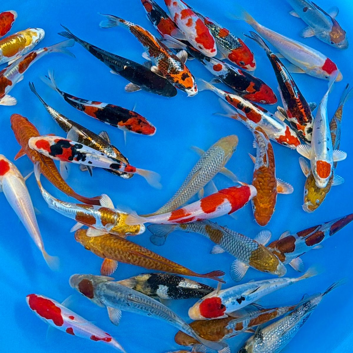 Koi