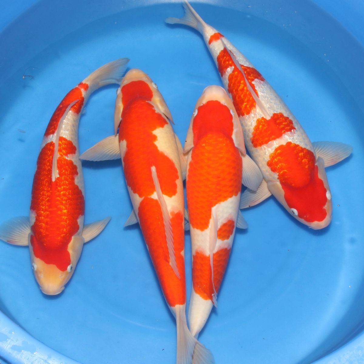 Koi