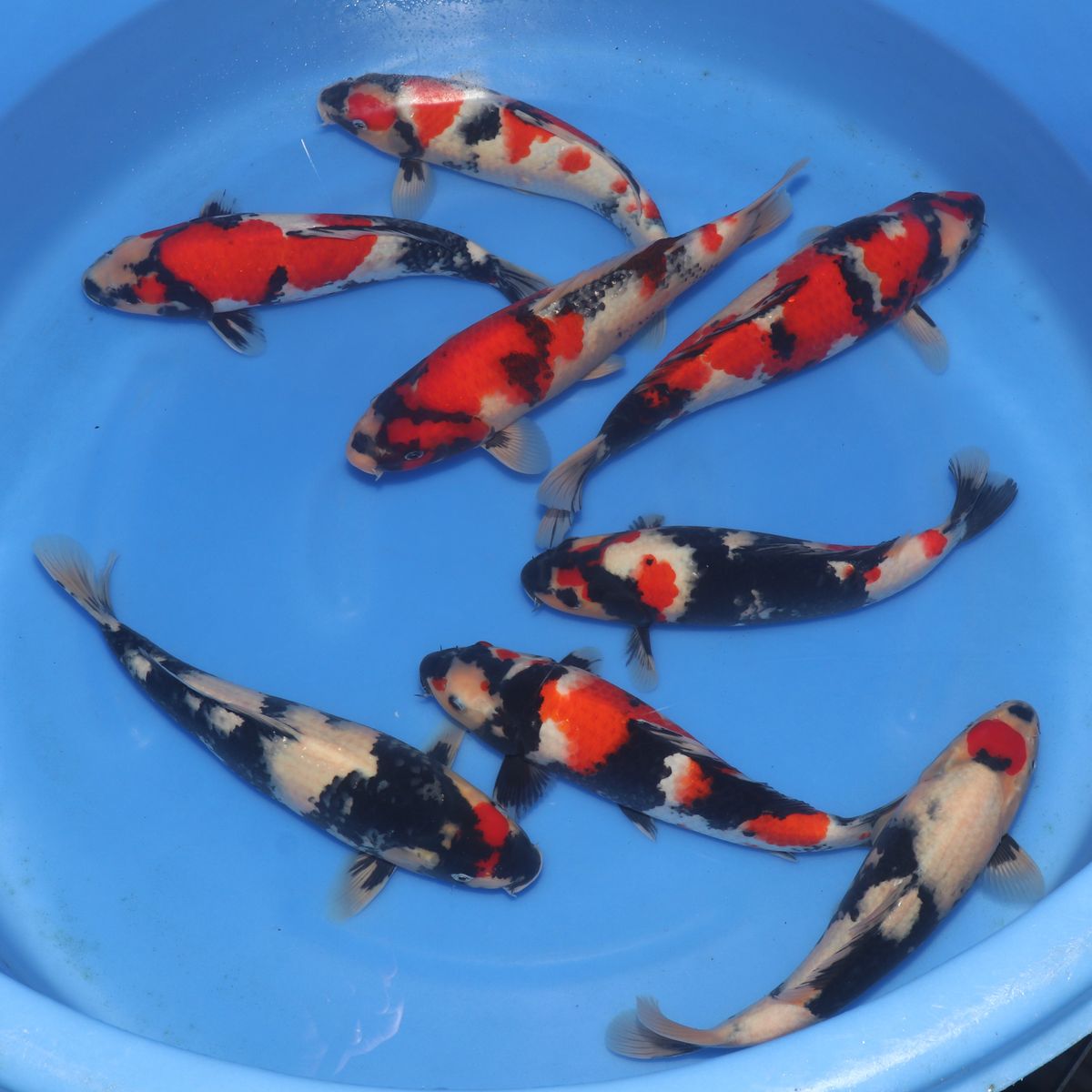 Koi